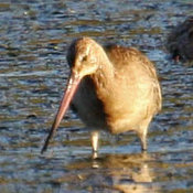 Bar-tailed Godwit